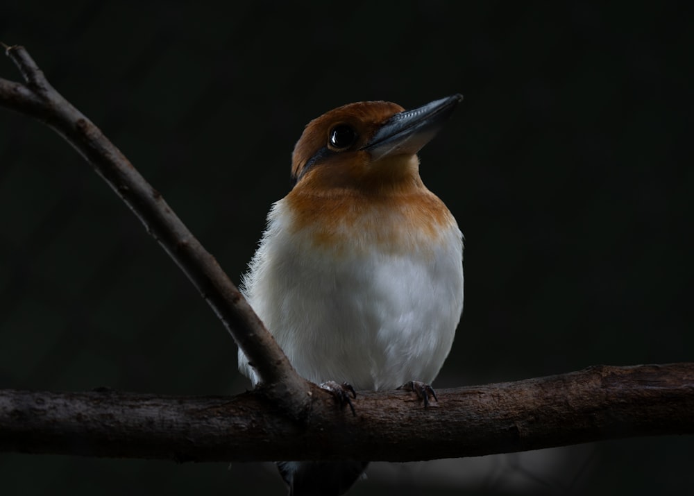 a bird sitting on a branch with a dark background