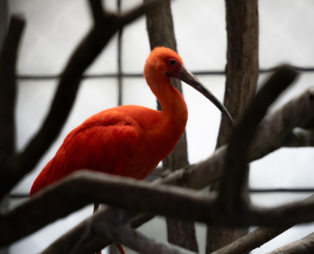 a red bird with a long beak sitting on a tree branch