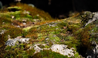 a close up of moss growing on a rock