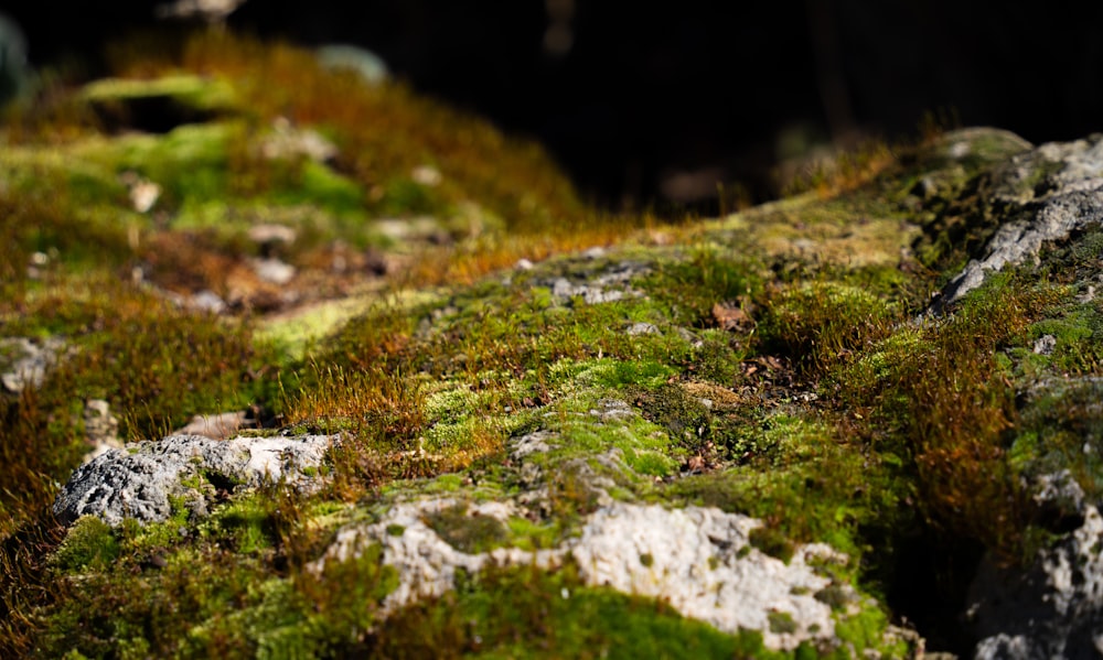 a close up of moss growing on a rock