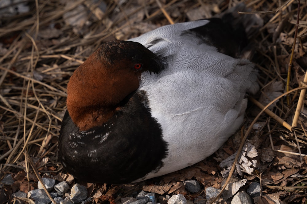 a close up of a bird laying on the ground