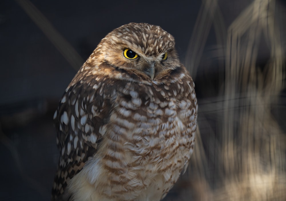 a close up of an owl with a blurry background