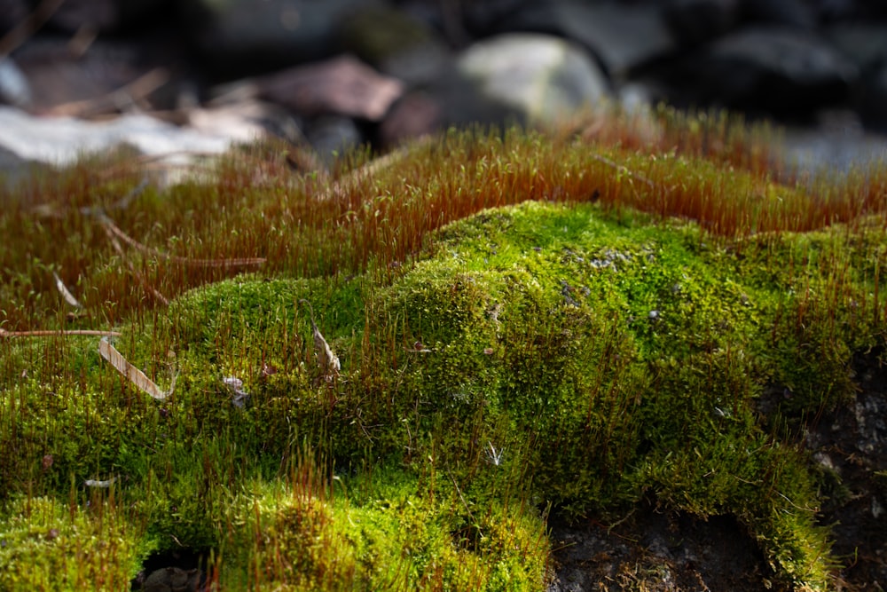 a patch of green moss growing on a rock