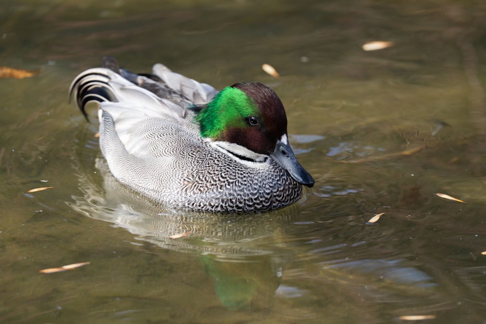 a duck with a green head swimming in a pond