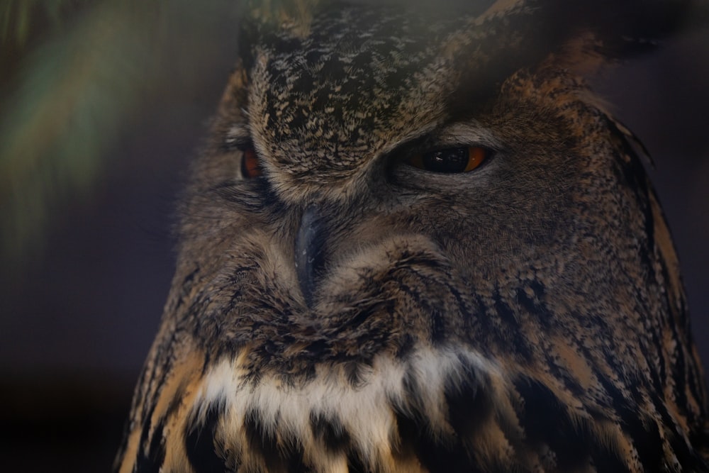 a close up of an owl with a blurry background