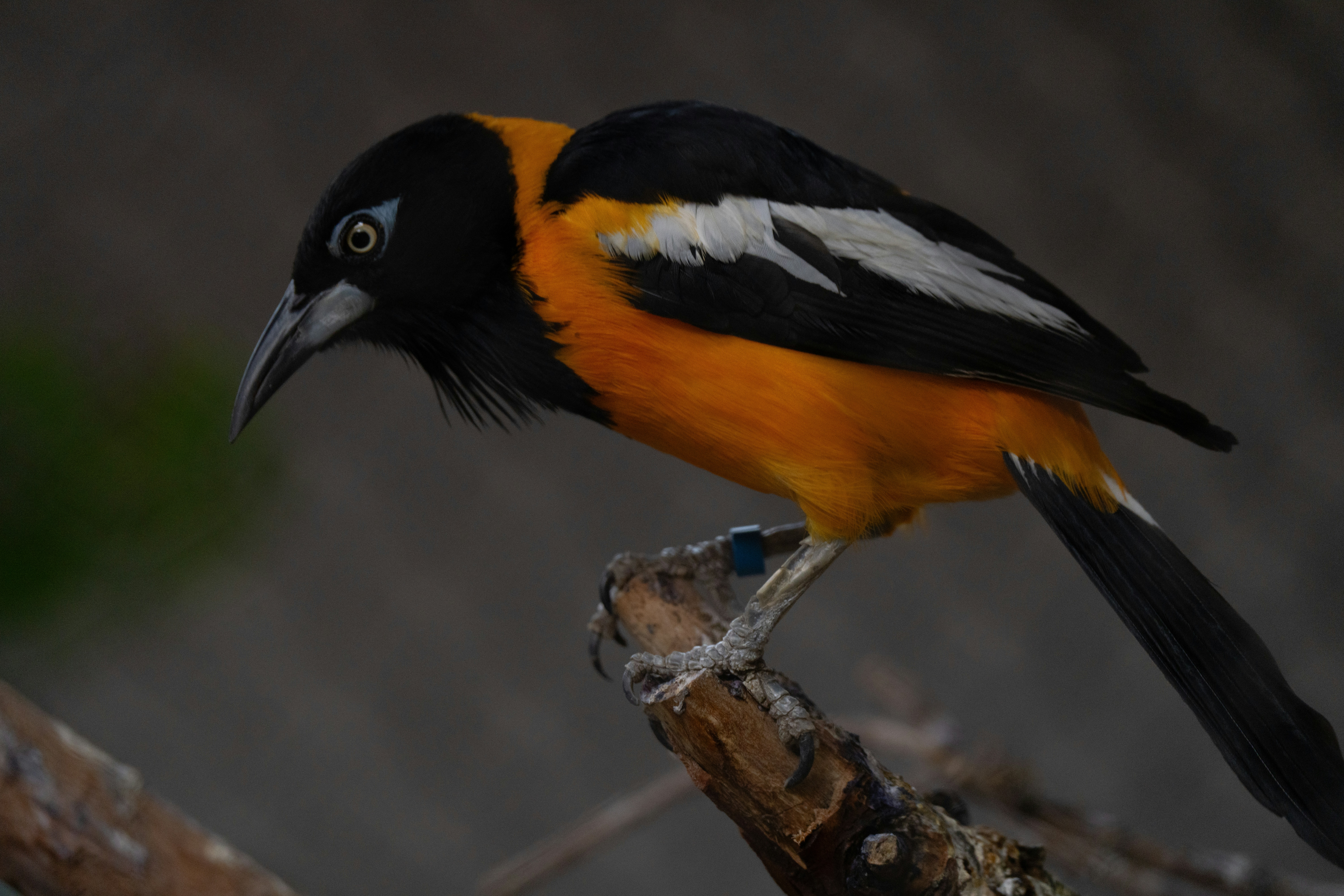 Photo by alexmoliski