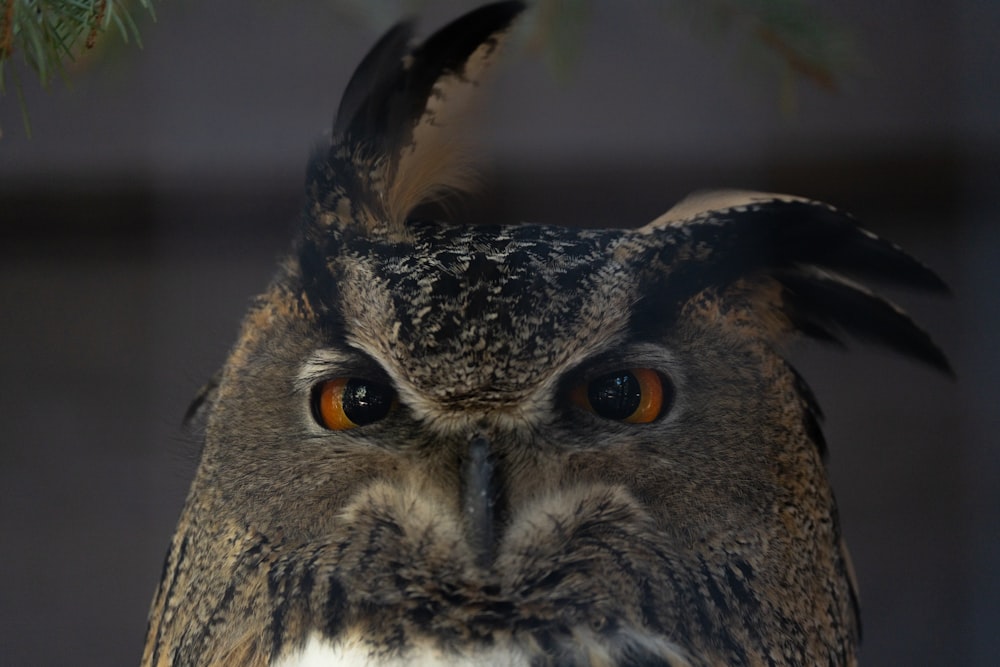 a close up of an owl with orange eyes