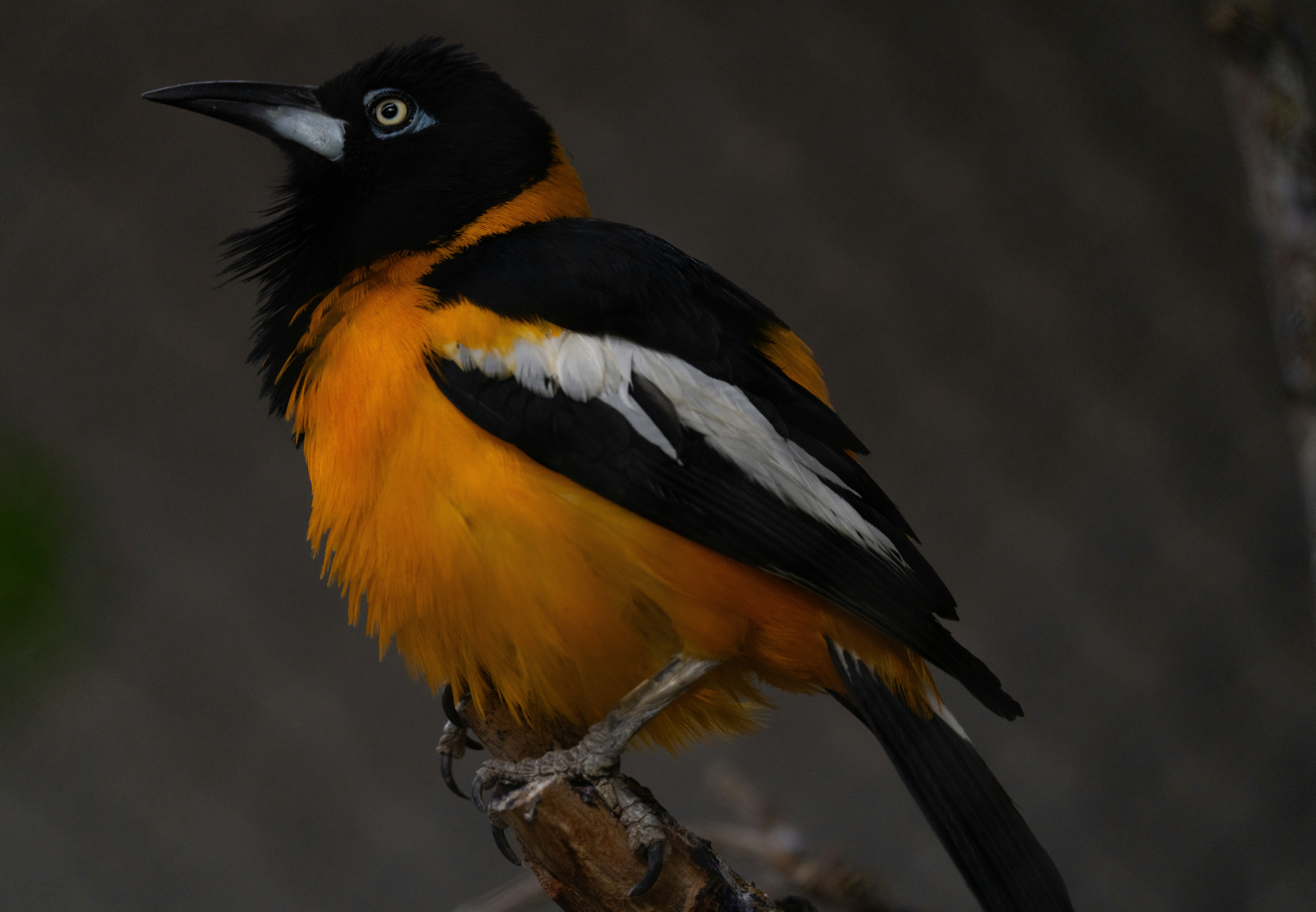 Photo by alexmoliski