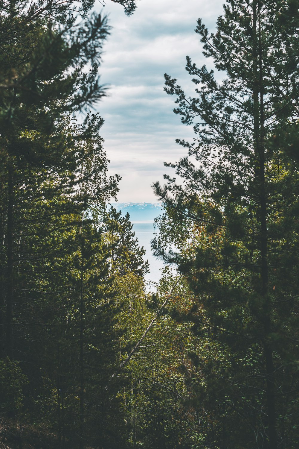 a view of a body of water through some trees