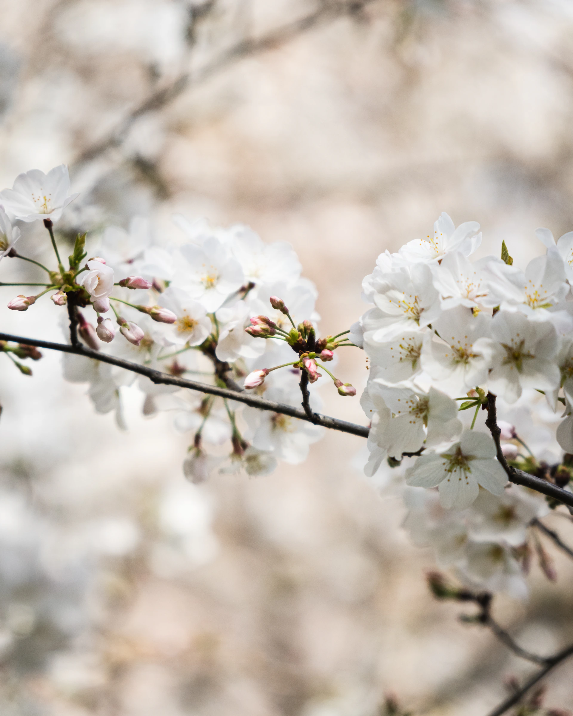 a branch of a tree with white flowers