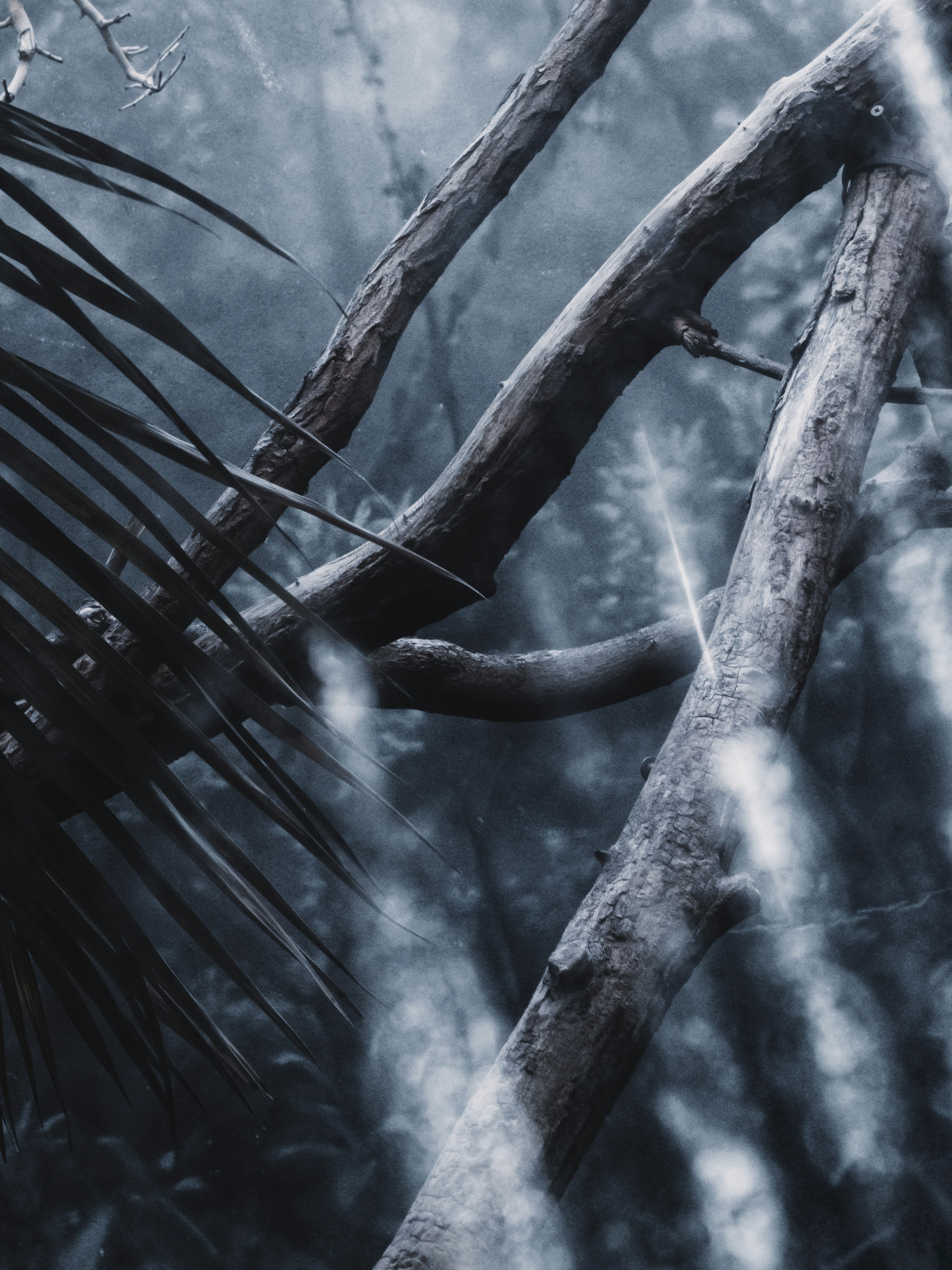 木の枝の白黒写真