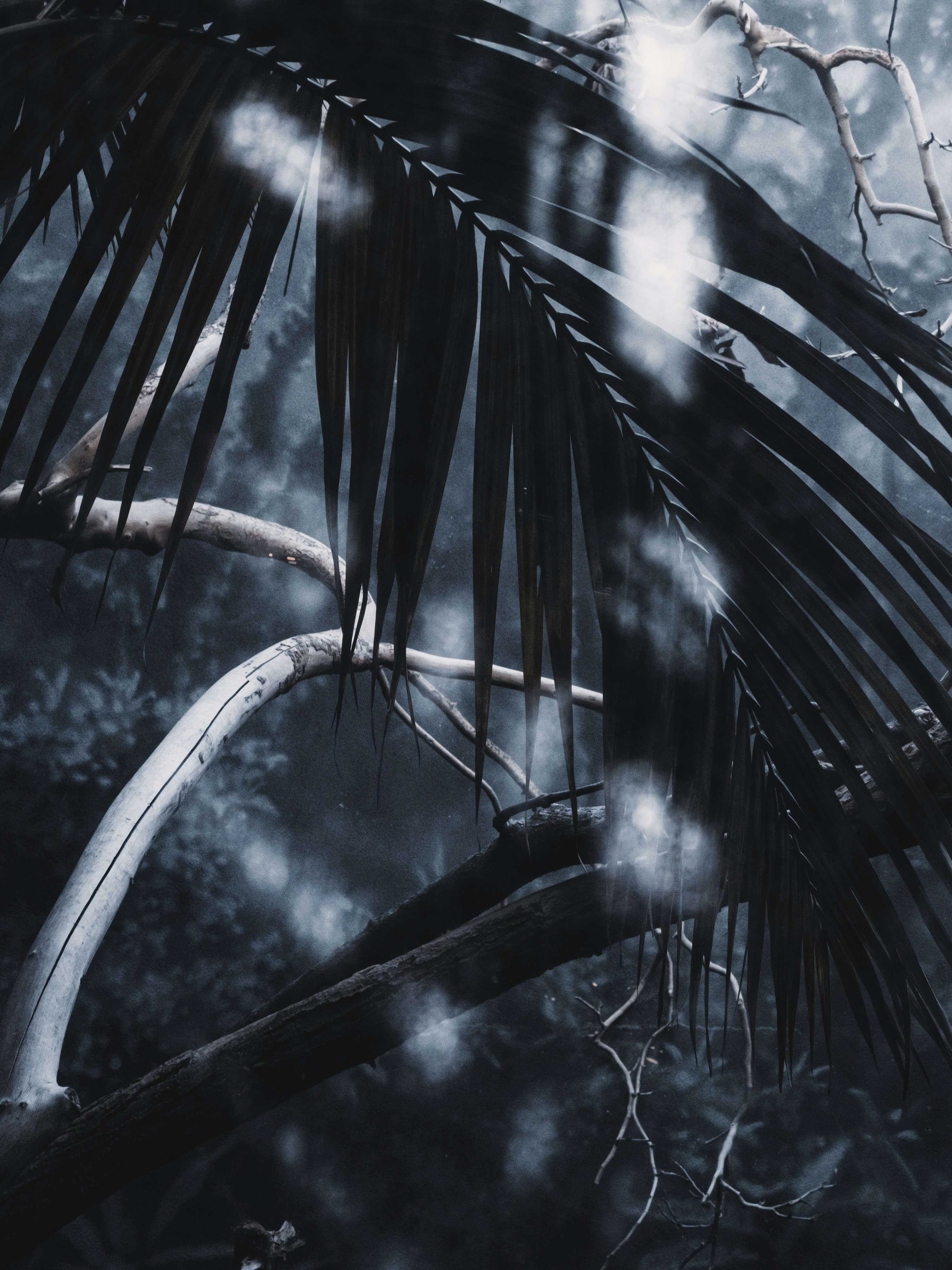 ヤシの木の白黒写真