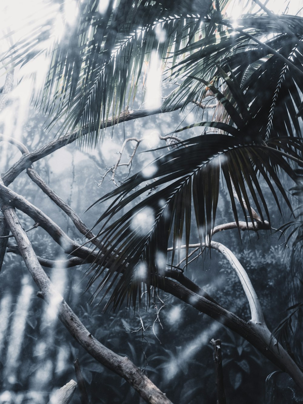 a picture of a tree in the rain