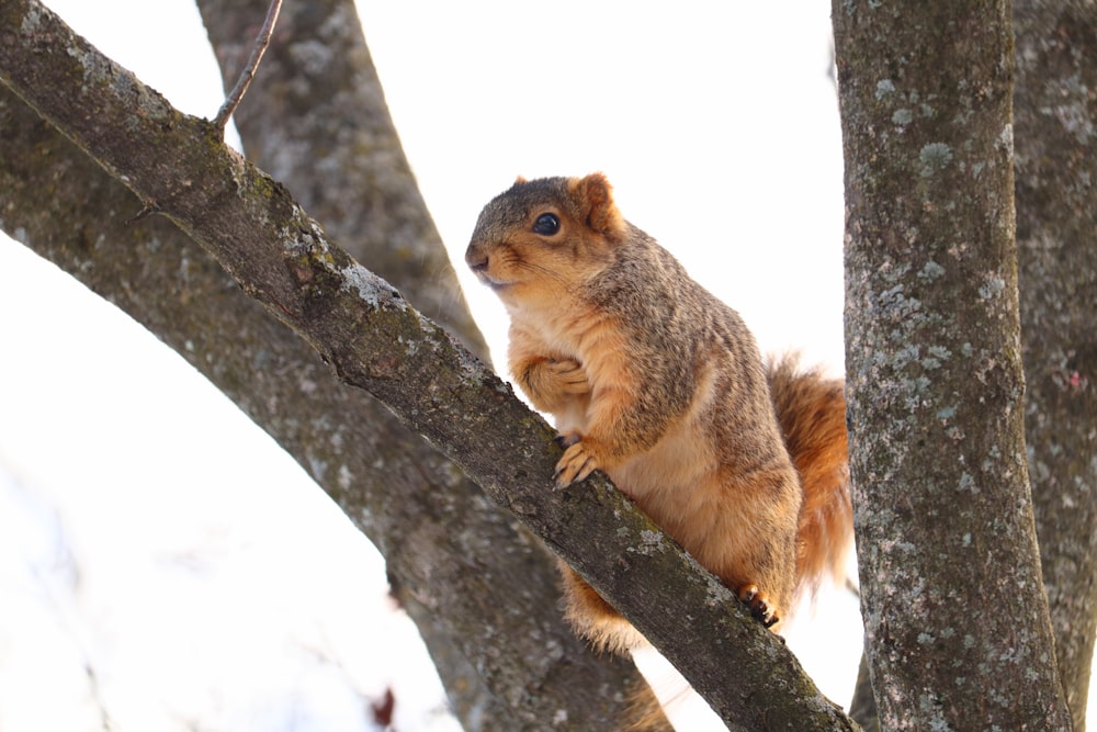 a squirrel is sitting on a tree branch