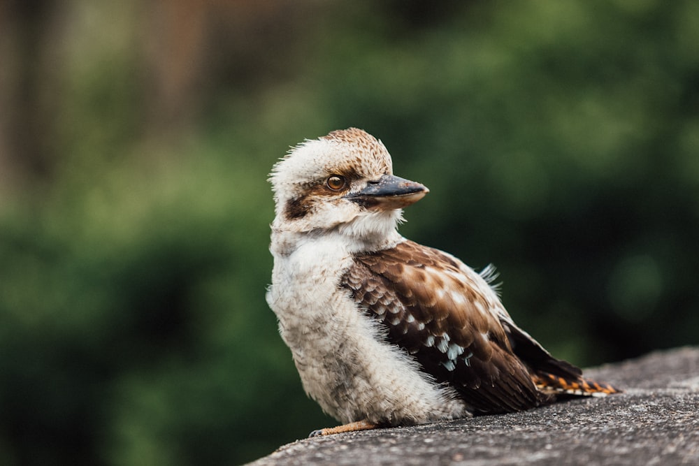 a small bird sitting on top of a rock