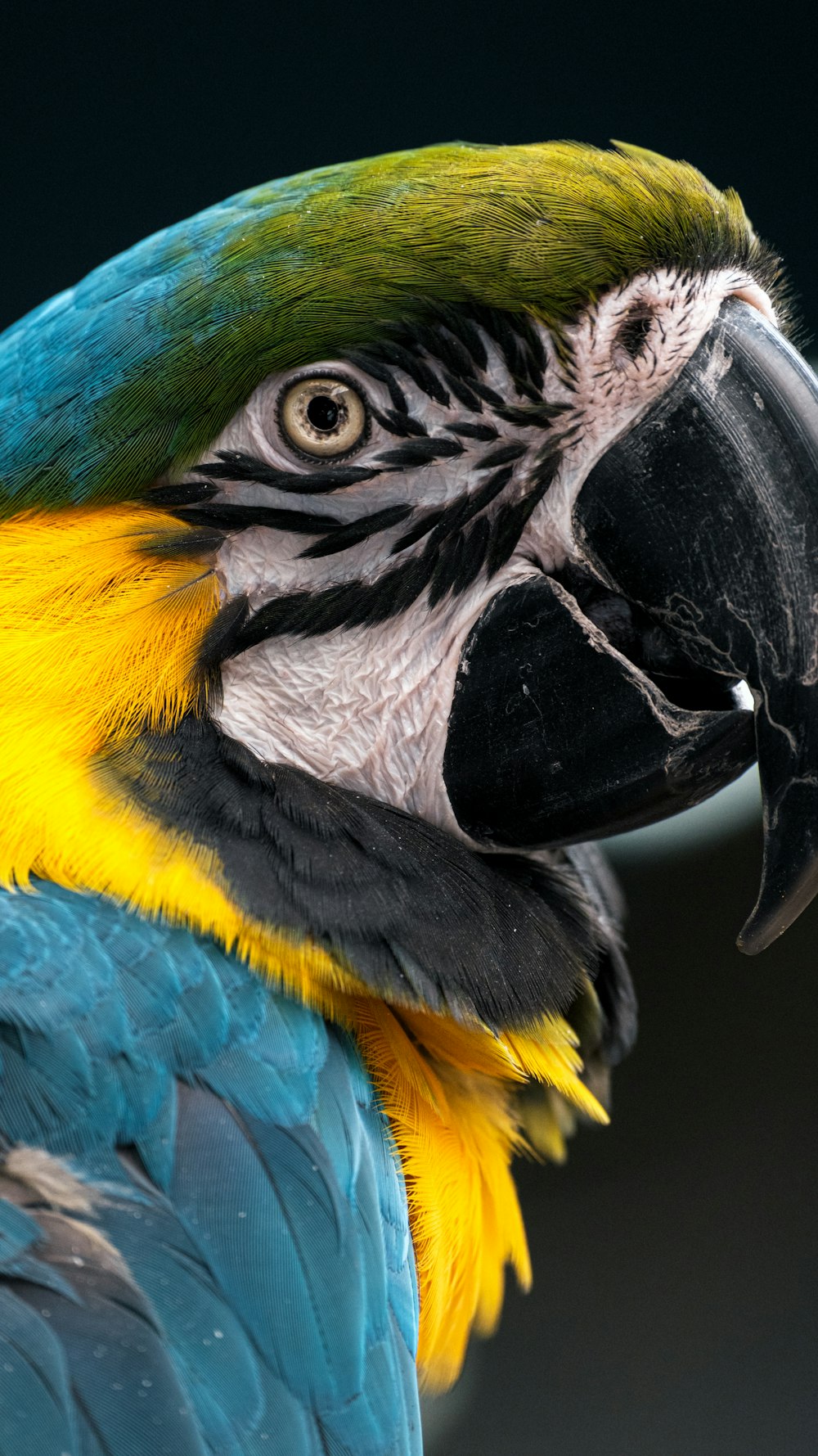 Eine Nahaufnahme eines Papageis mit schwarzem Hintergrund