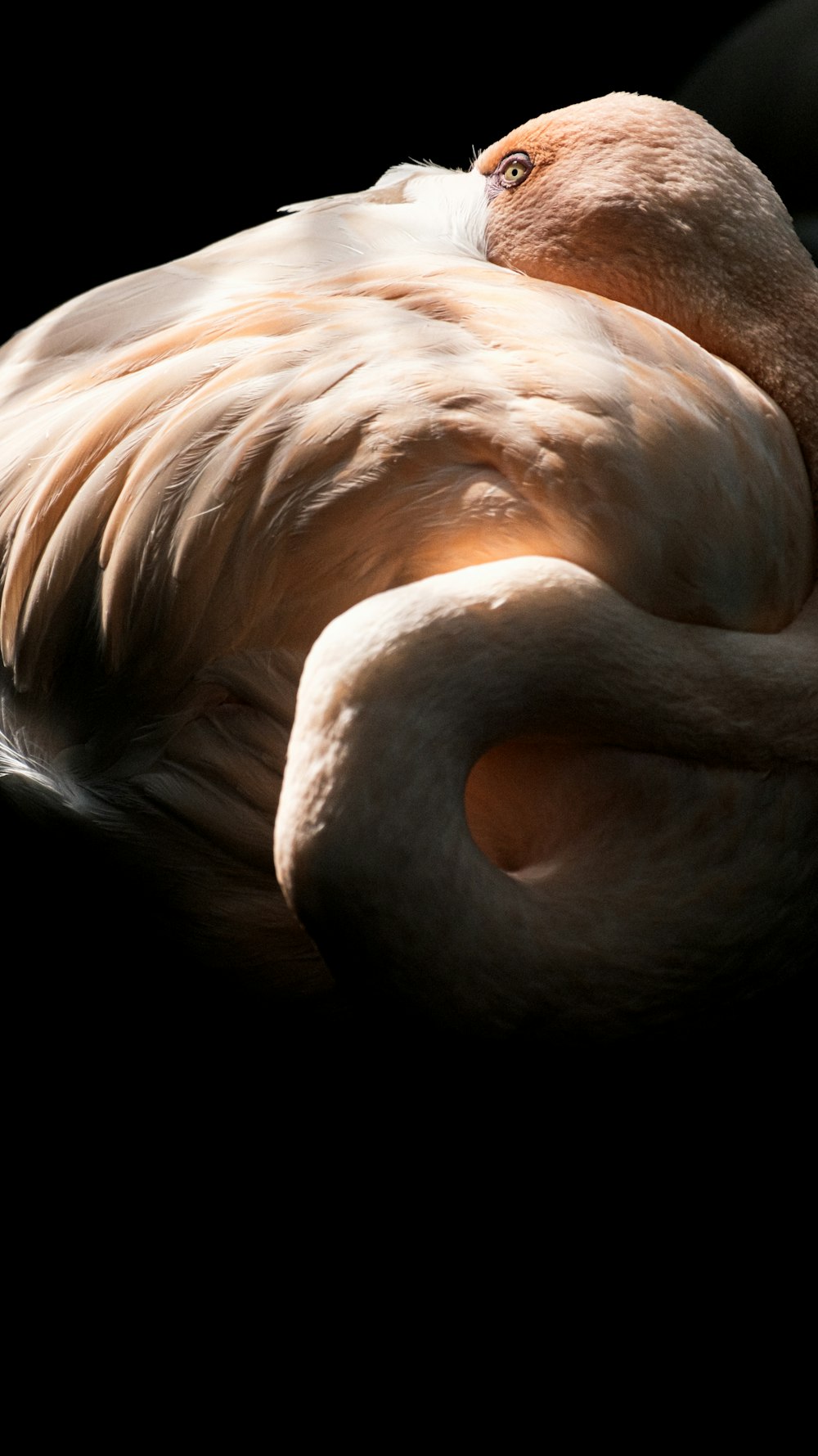 a close up of a bird on a black background