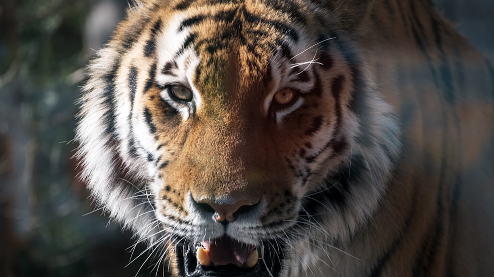 a close up of a tiger with its mouth open