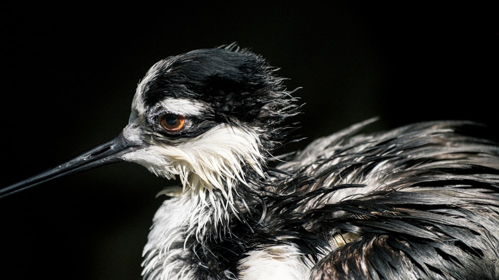 a close up of a bird with a black background