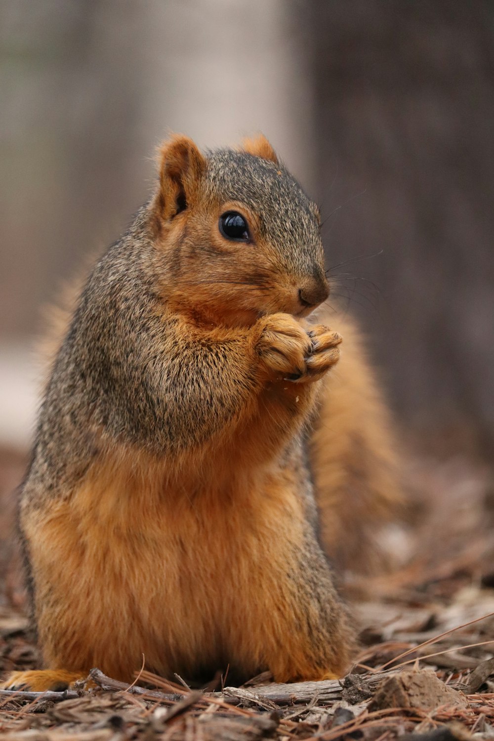 a small squirrel is sitting on the ground