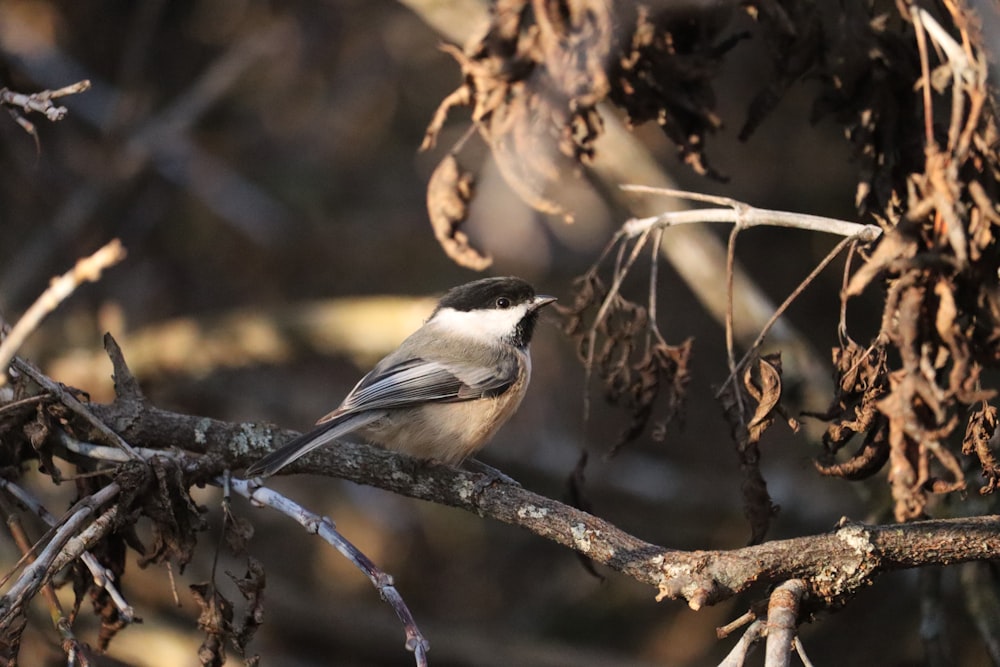 a small bird perched on a tree branch