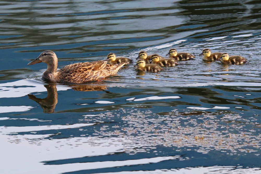 a mother duck with her ducklings in the water