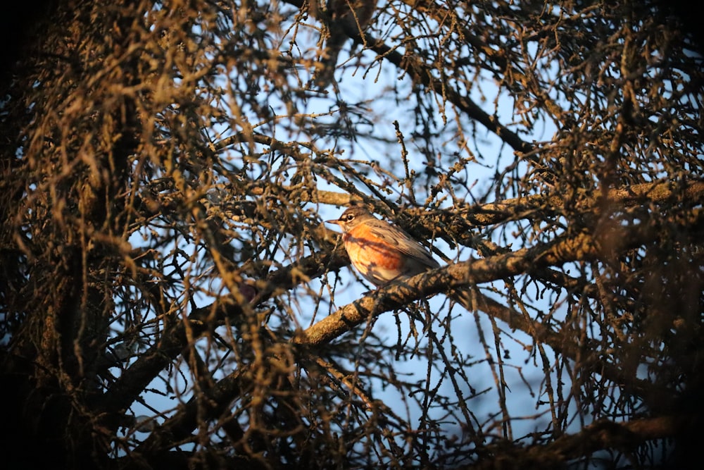 un pájaro sentado en la rama de un árbol