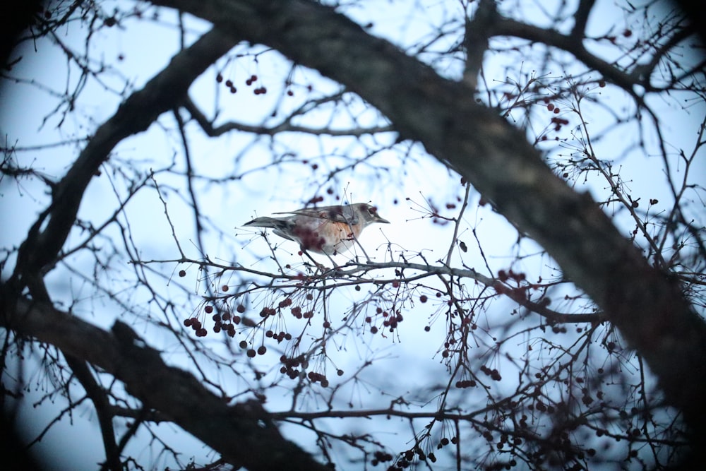 a bird sitting on top of a tree branch