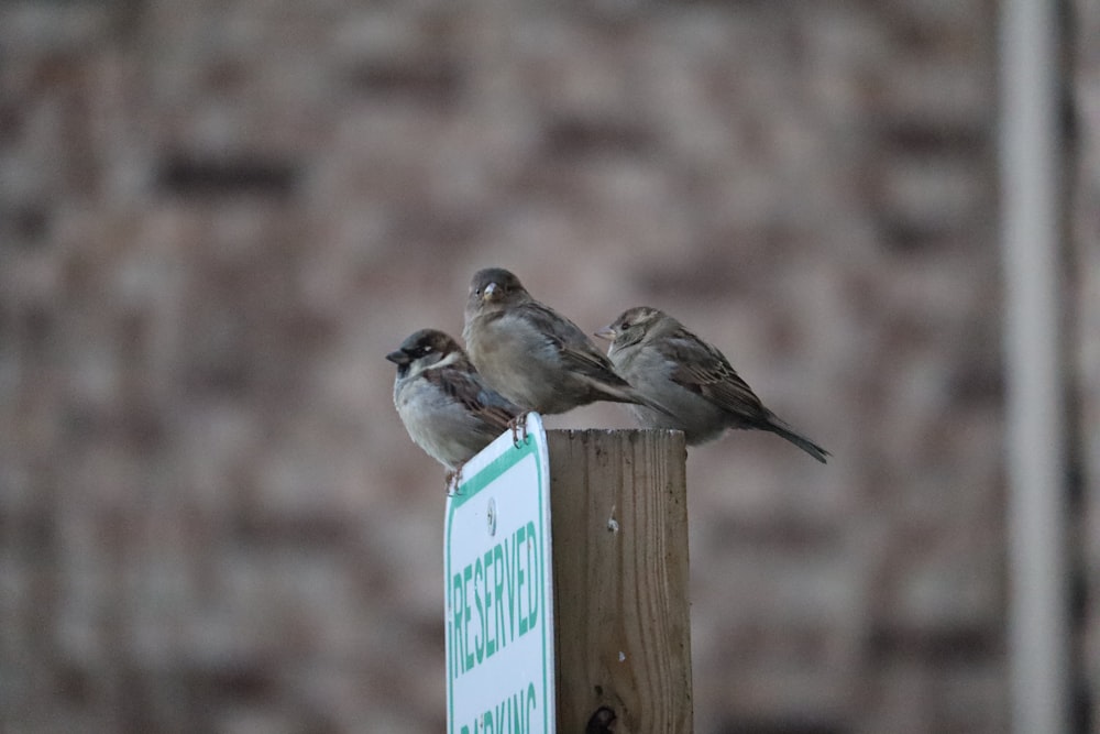 two birds sitting on top of a wooden post