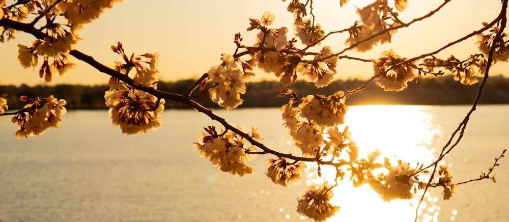 the sun is setting over a body of water