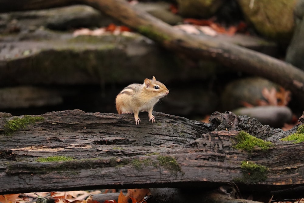 a small rodent standing on a log in the woods