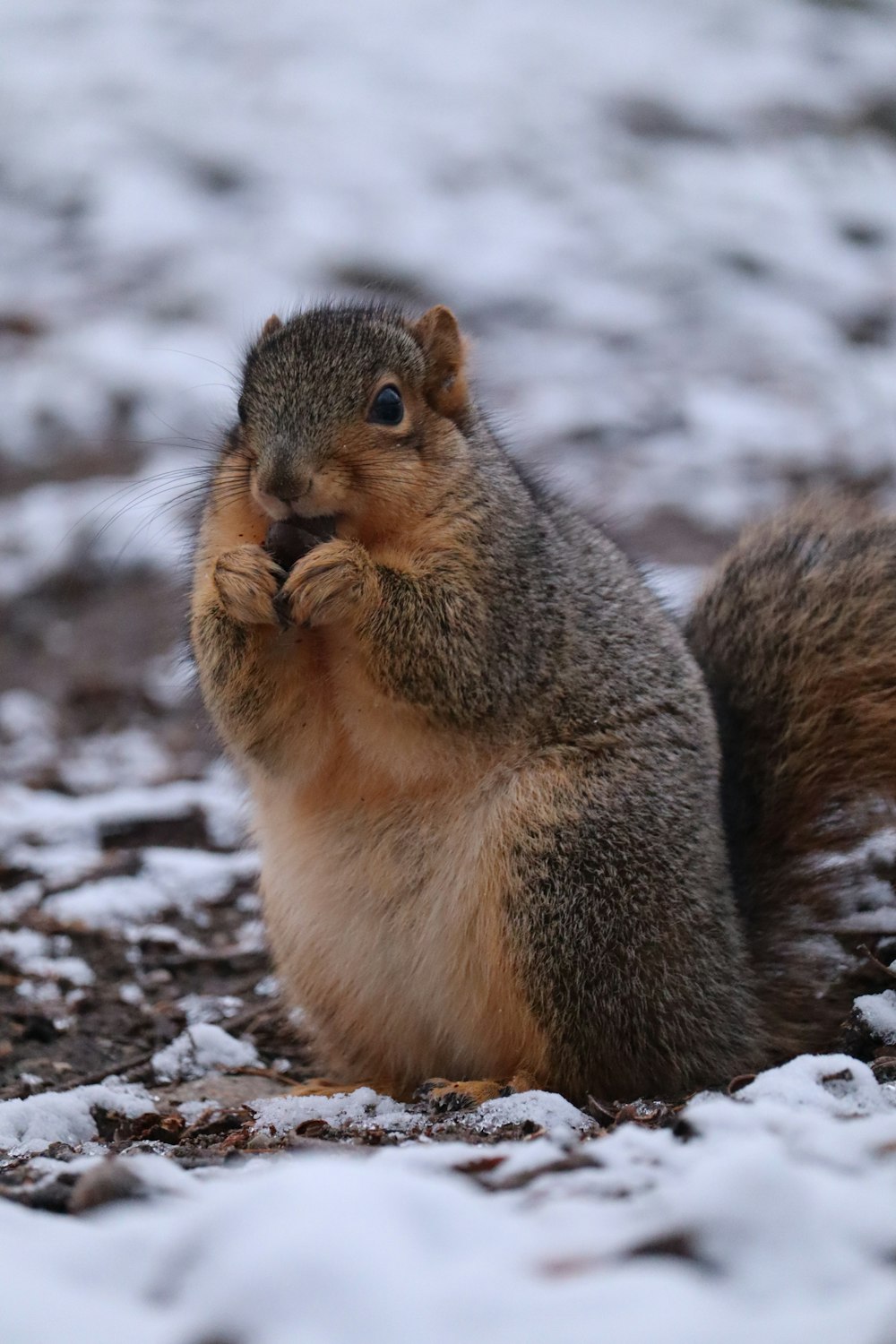 Una ardilla está parada sobre sus patas traseras en la nieve