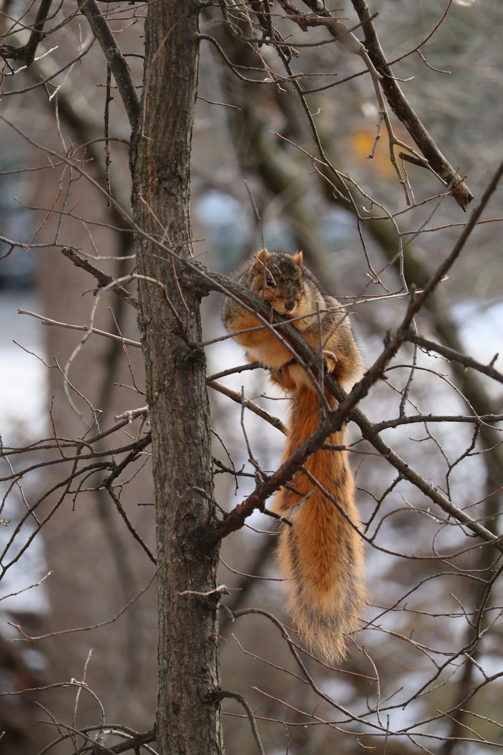 una ardilla sentada en lo alto de la rama de un árbol