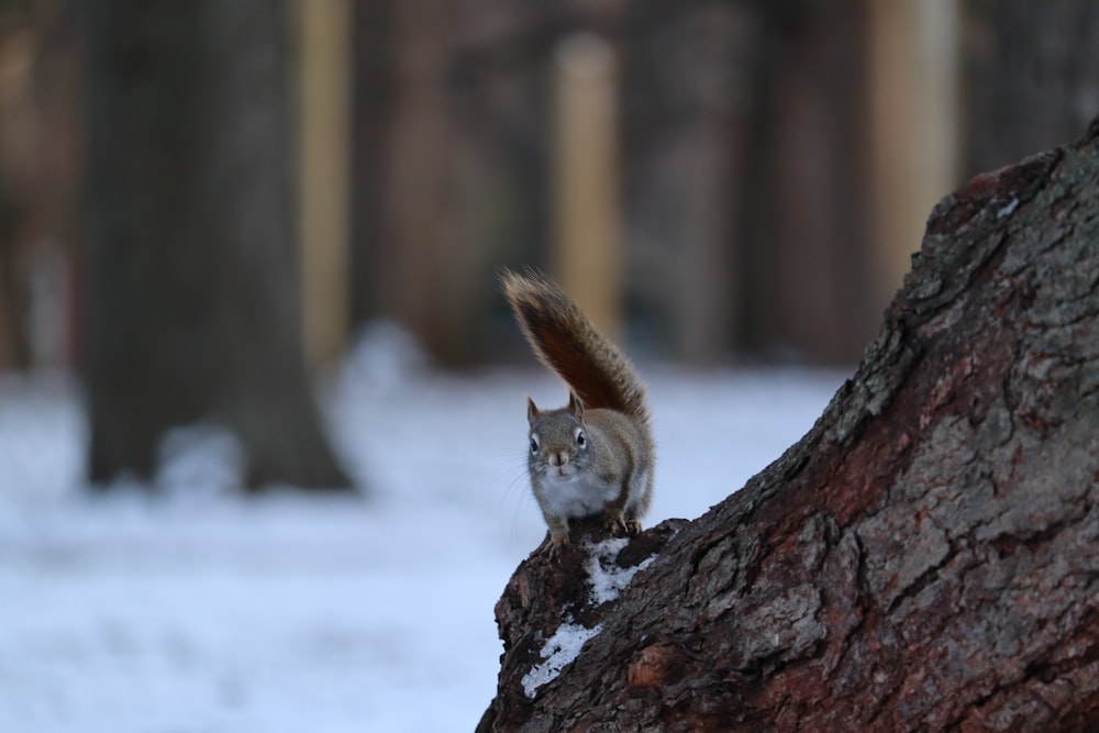 a squirrel sitting on top of a tree trunk