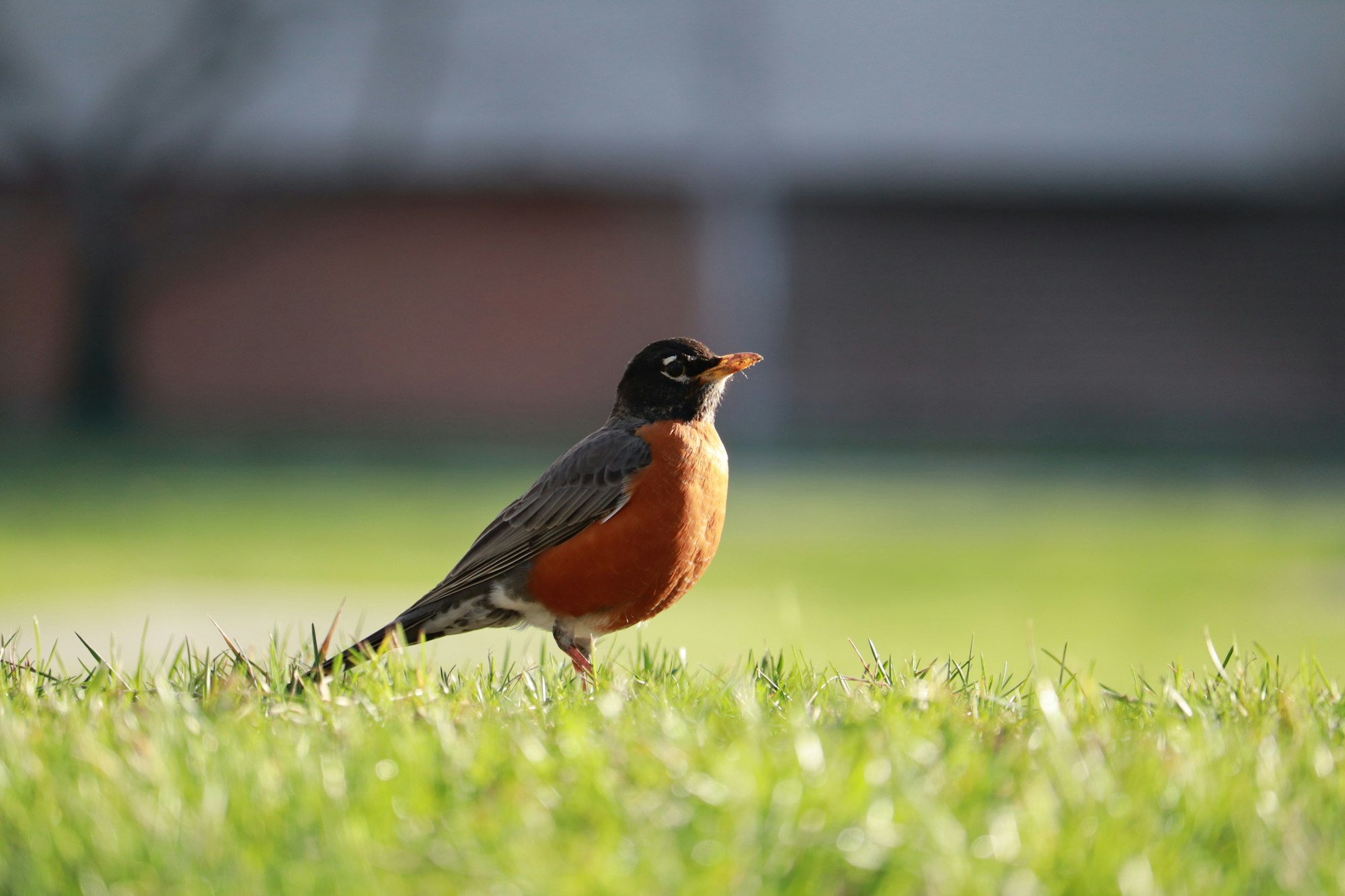 a small bird standing on top of a lush green field