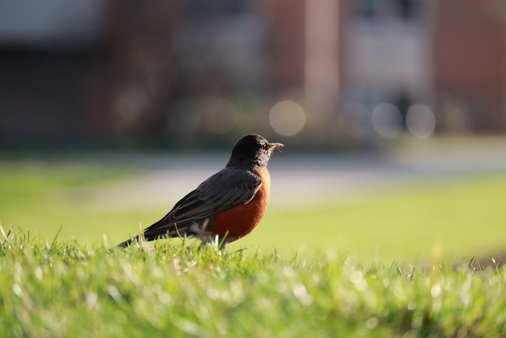 a small bird standing on top of a lush green field