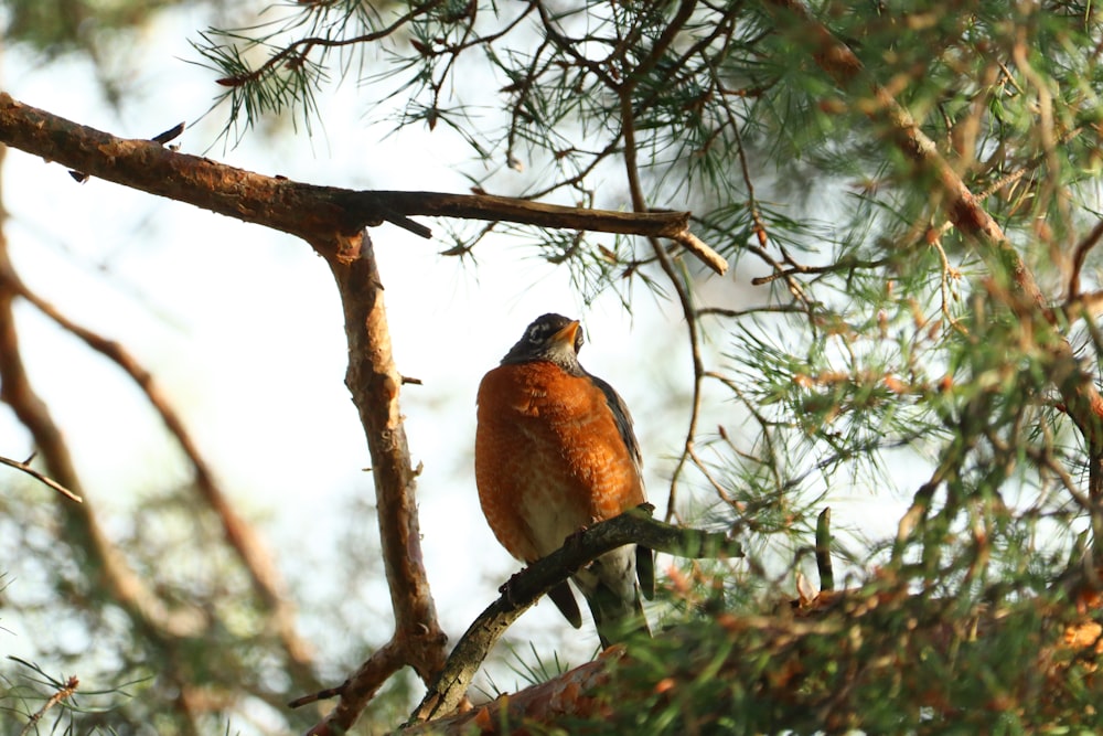a bird perched on a branch of a pine tree