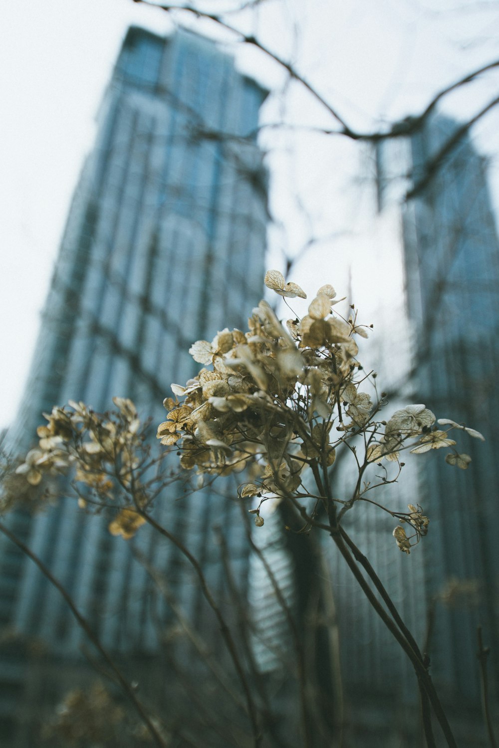a plant with white flowers in front of a tall building