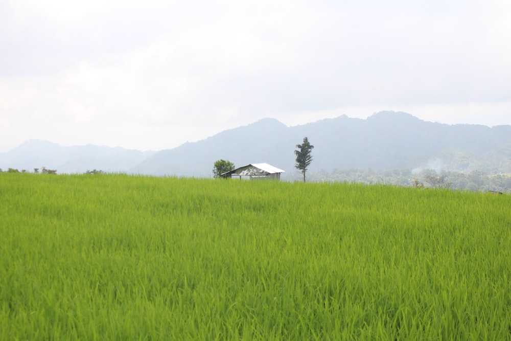 a green field with a house in the distance