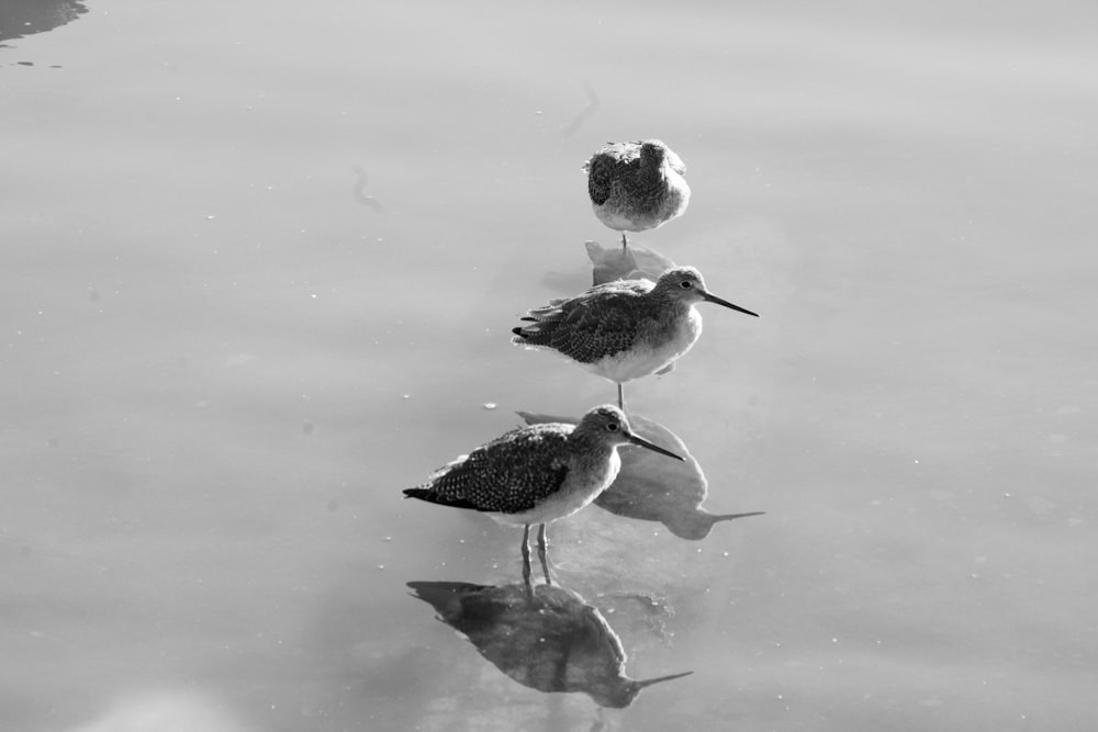 a group of birds standing on top of a body of water