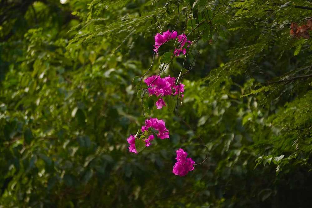 a bunch of purple flowers hanging from a tree