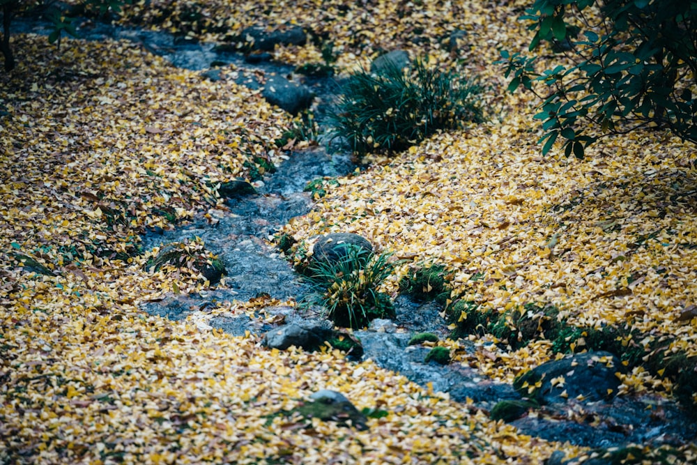 a stream of water running through a leaf covered forest