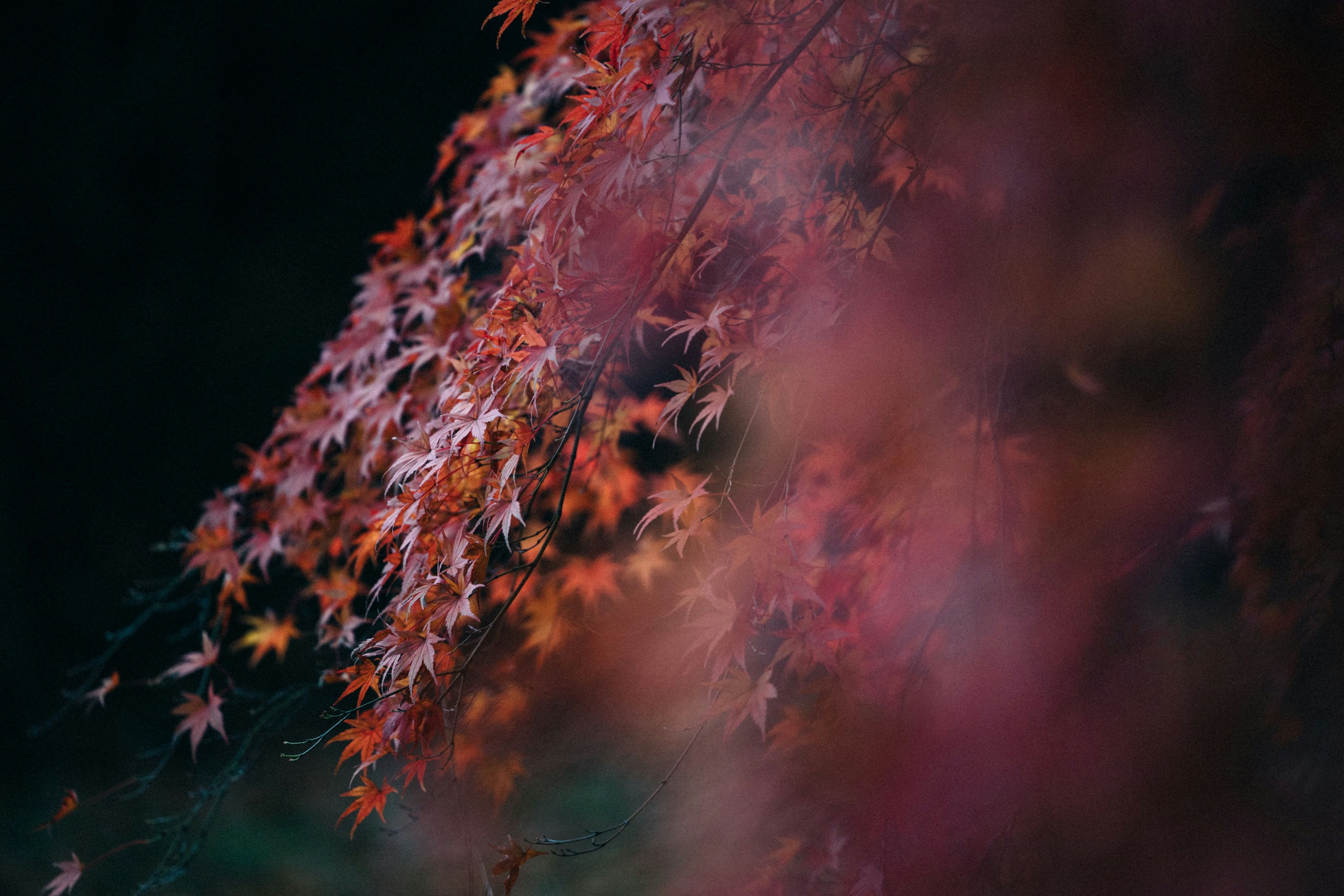 Photo by tsuyoshikozu