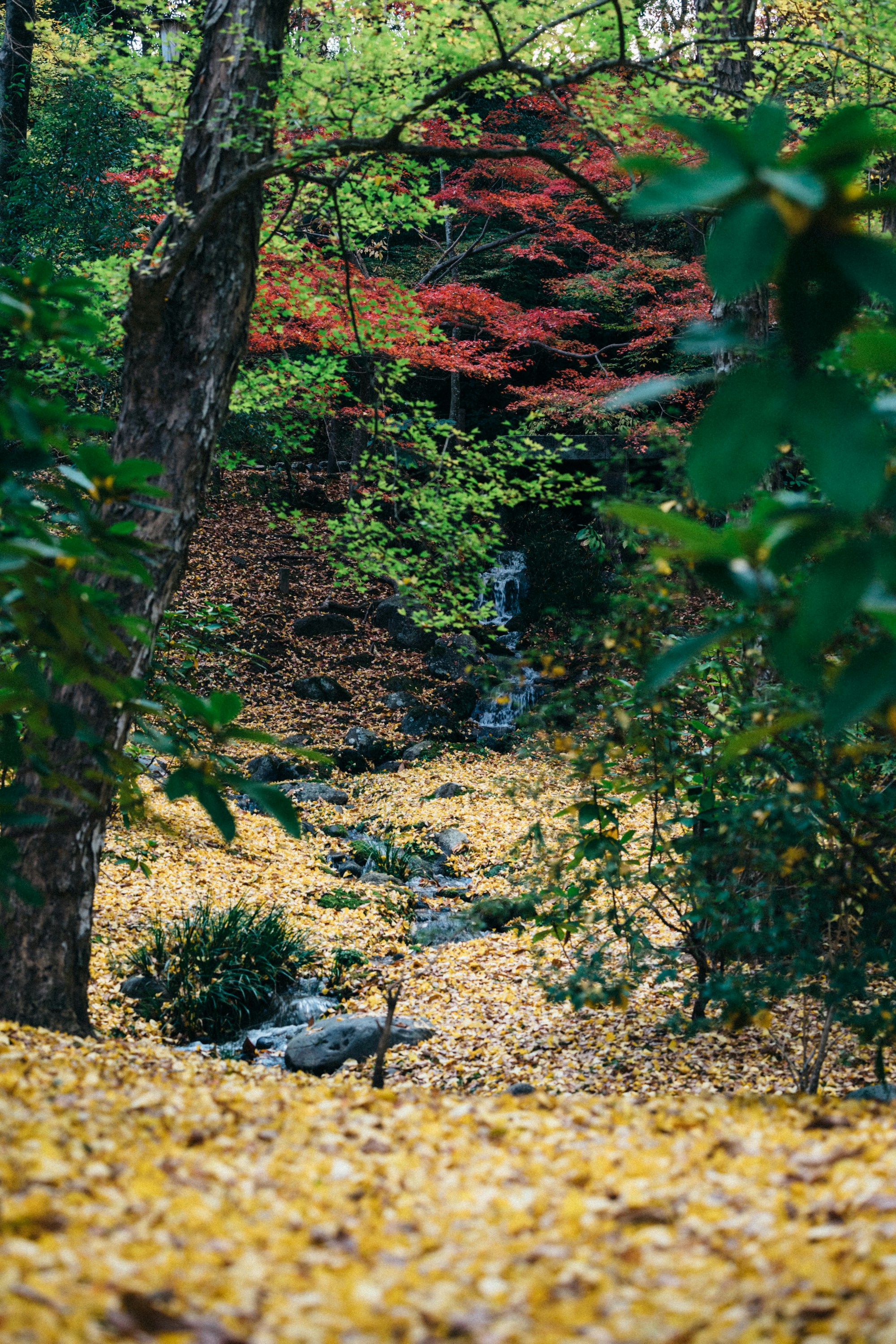 Photo by tsuyoshikozu