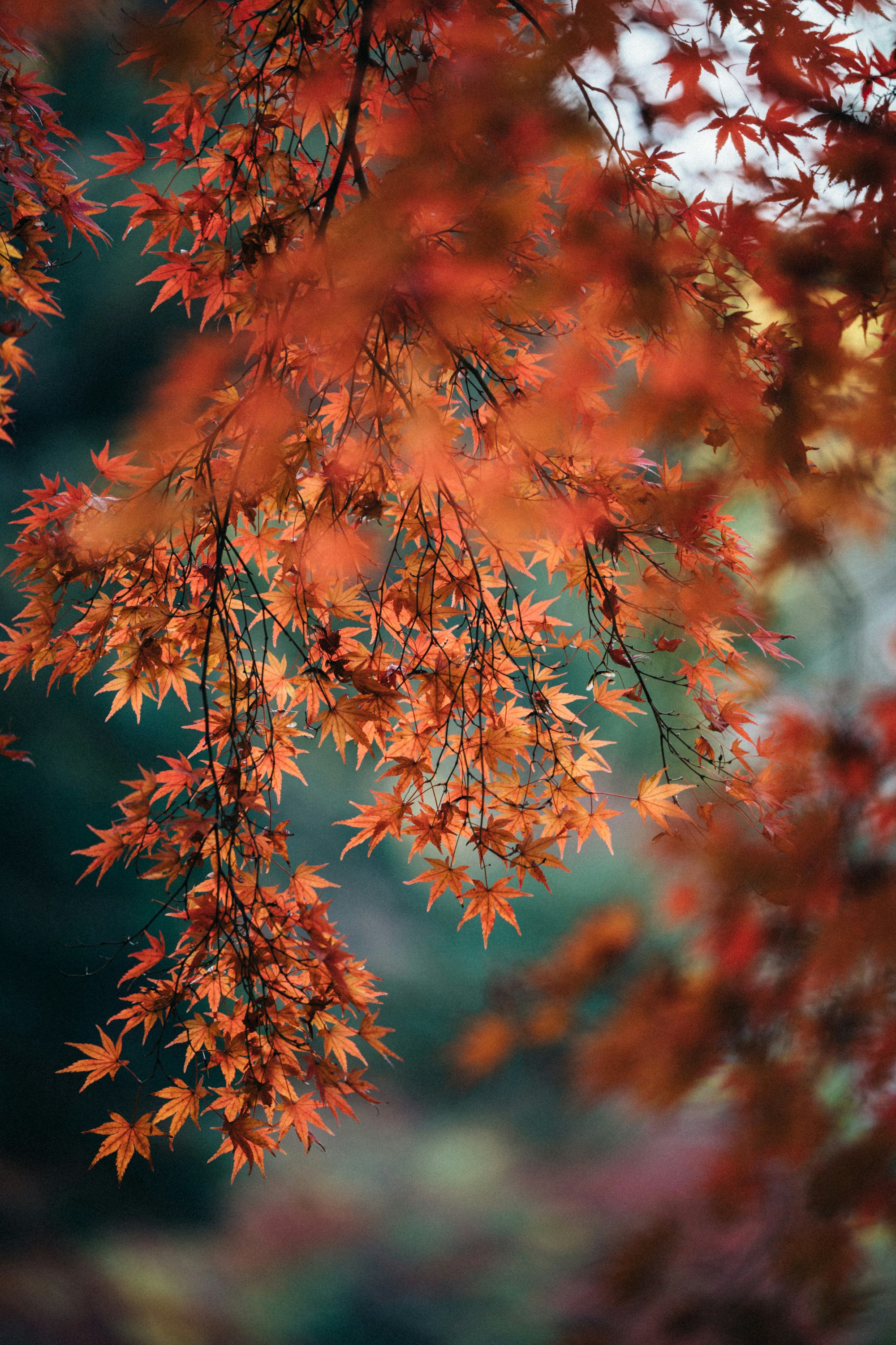 Photo by tsuyoshikozu