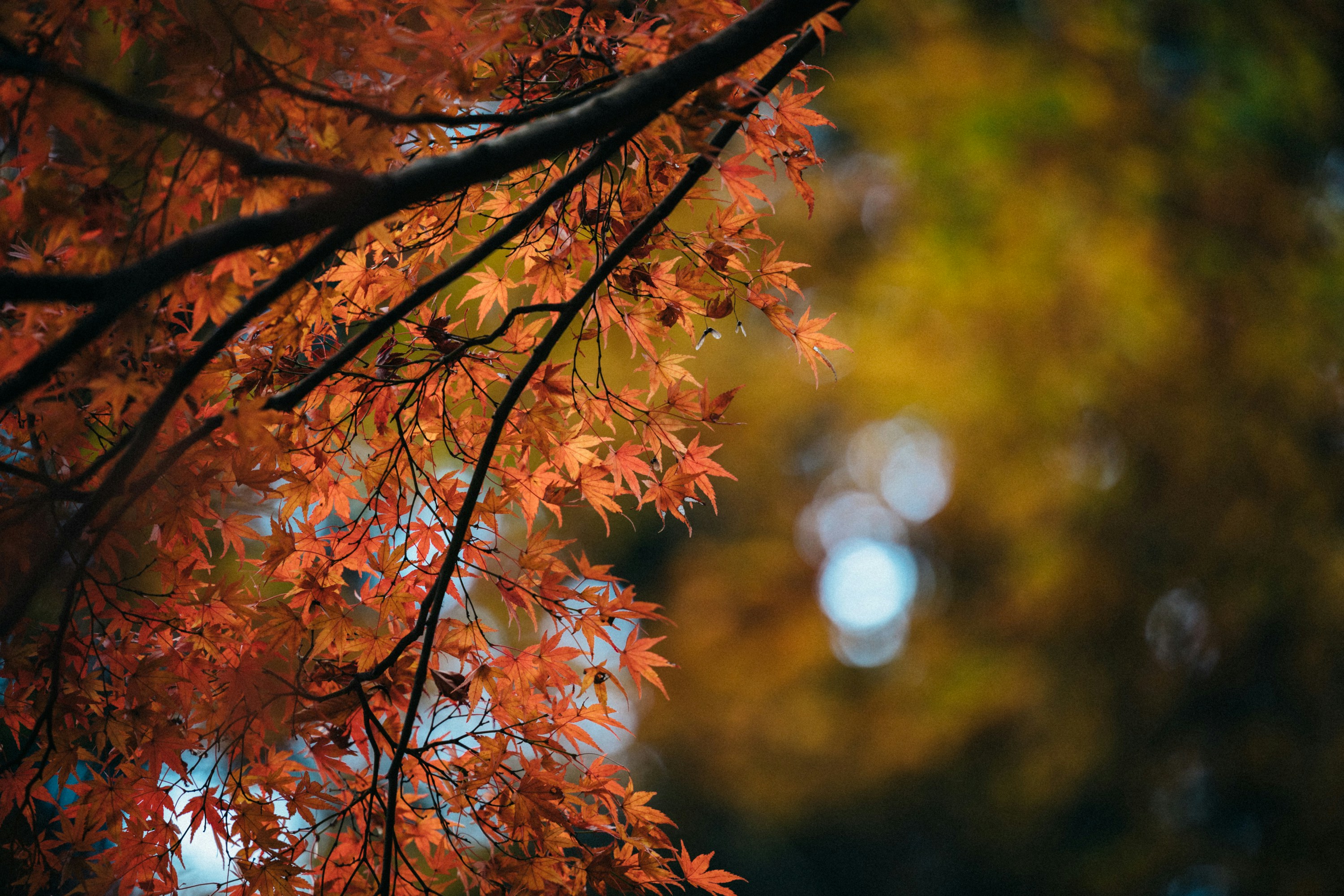 Photo by tsuyoshikozu