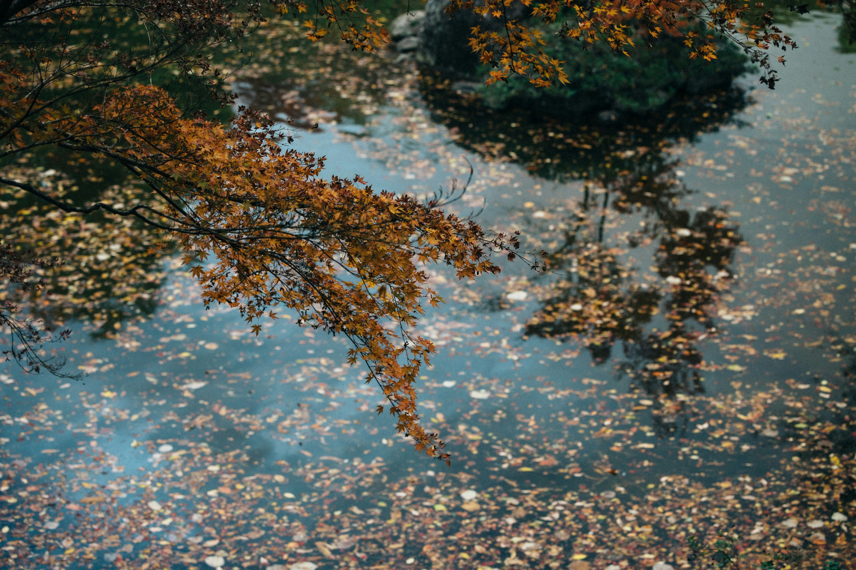 Photo by tsuyoshikozu