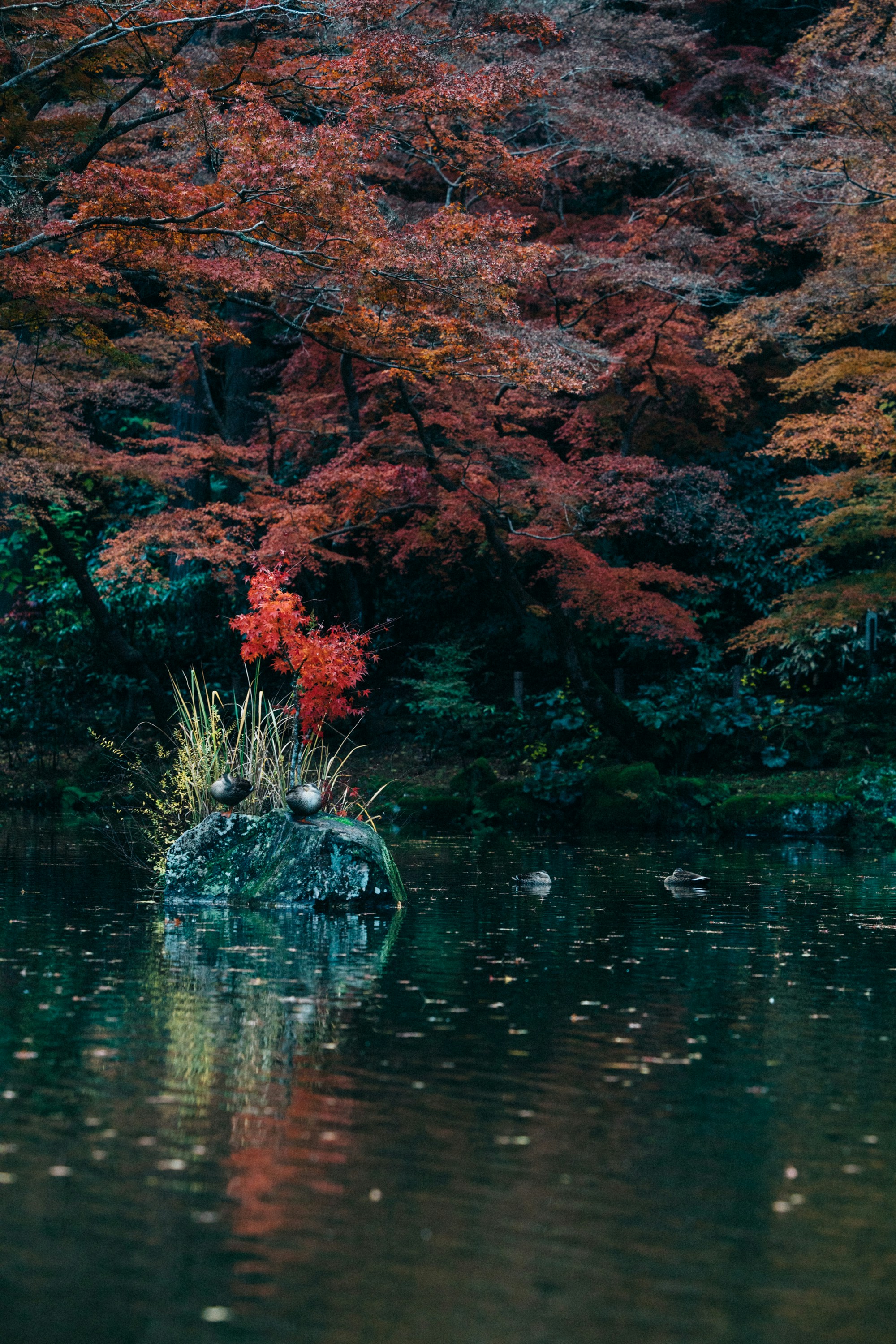 Photo by tsuyoshikozu