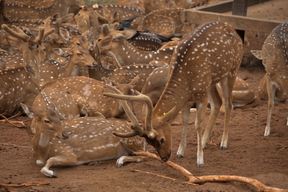 a herd of deer laying on top of a dirt field