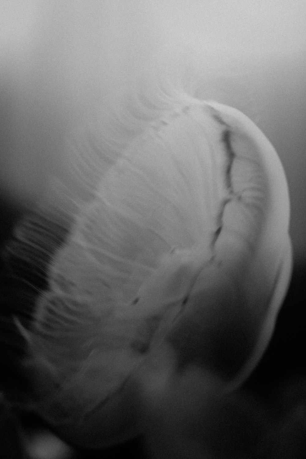 a black and white photo of a feather